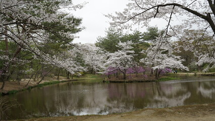 김포 장릉에는 문화재인 정원과 한옥 건축물이 봄풍경과 함께 아름답게 꽃들이 피었습니다