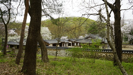 김포 장릉에는 문화재인 정원과 한옥 건축물이 봄풍경과 함께 아름답게 꽃들이 피었습니다