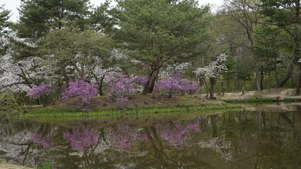 김포장릉에는 한옥 문화재건축과 봄풍경의 아름다운 꽃들과 연못이 있는 풍경입니다