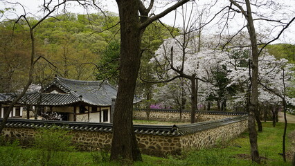 Fototapeta na wymiar 김포장릉에는 한옥 문화재건축과 봄풍경의 아름다운 꽃들과 연못이 있는 풍경입니다