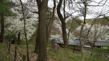 김포장릉에는 한옥 문화재건축과 봄풍경의 아름다운 꽃들과 연못이 있는 풍경입니다