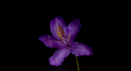 violet rhododendron with black background