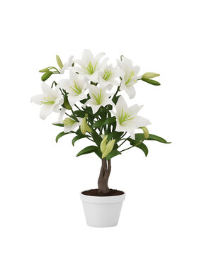 Pure Elegance: White Lilies in White Pot - Transparent Background Photo