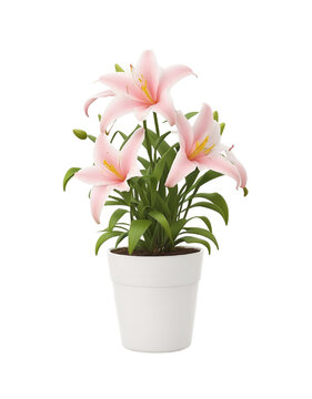 Blush Blossoms: Pink Lilies in White Pot - Transparent Background Photo