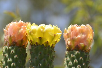 colorufl flowers of cactus in the garden