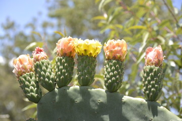 cactus and flowers in the garden