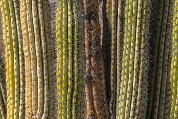 Close up of cactus grouping
