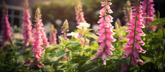 In a beautiful garden in the UK, amidst a sea of vibrant green leaves, a stunning pink flowering spike catches the eye, belonging to the elegant foxglove plant (Digitalis purpurea), a member of the - obrazy, fototapety, plakaty