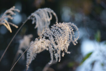 ススキの種子