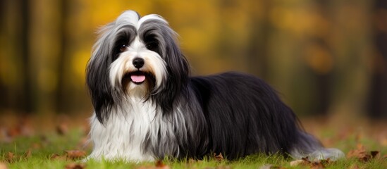 The domestic dog, a loyal companion and friend, is a popular pet, particularly the puppy stage when its agility and playfulness is charming. One such breed, the Tibetan Terrier, is known for being a - obrazy, fototapety, plakaty