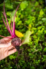 harvesting a beetroot in a home vegetable garden on a farm in australia. picking healthy veggies for lunch