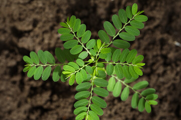 Phyllanthus niruri. Gale of the wind. Stonebreaker. Seed under leaf. Young plant in nature.