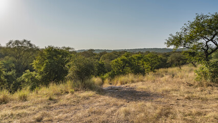 Jungle landscape. In the foreground is a meadow with yellowed grass. Thickets of green trees stretch to the horizon. A mountain in the distance against a clear blue sky. India. Ranthambore 