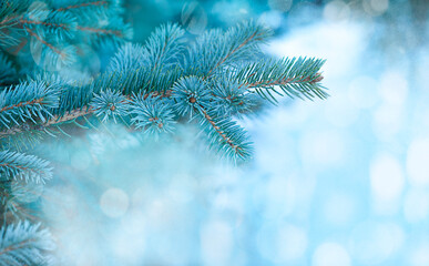 Blue spruce branch on blue bokeh background. Christmas background