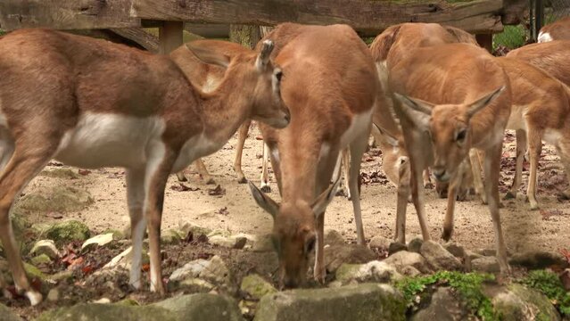 A group of blackbucks feeding themselves. Closeup. 4K  Shot at Asa Zoo in Hiroshima, Japan. Nov.15, 2023