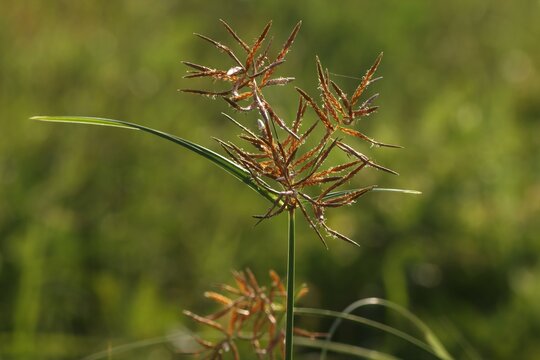 Closeup of nature. Brown grass, Blurred background. Nut grass.
