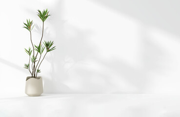Green tropical tree plant in sunlight, soft shadow on white wall room for luxury organic cosmetic,...