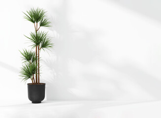 Green tropical dracena tree plant in sunlight, soft shadow on white wall room for luxury organic cosmetic, skincare, body care, beauty product background, interior design decoration 3D