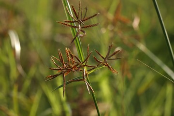 Closeup of nature. Brown grass, Blurred background. Nut grass.