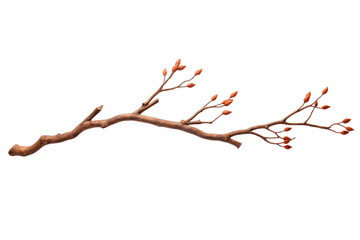 branch or twig of a tree isolated on a transparent background, a branch of birch PNG for decorative...