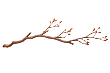 branch or twig of a tree isolated on a transparent background, a branch of birch PNG for decorative mockups or template background, a Wooden Stick or stem with buds, birch branch