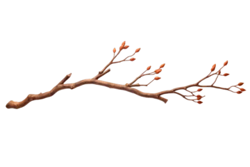 Foto op Aluminium branch or twig of a tree isolated on a transparent background, a branch of birch PNG for decorative mockups or template background, a Wooden Stick or stem with buds, birch branch © graphicbeezstock