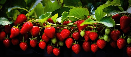 Fototapeta premium beautiful summer garden, the lush green leaves of the plants create a wonderful backdrop against which vibrant red fruits stand out, offering not only a burst of color but also a healthy and delicious