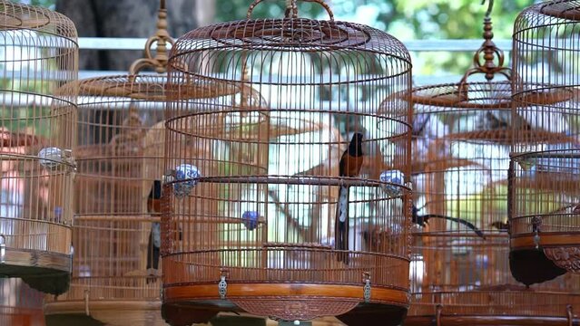 Warblers in cages at the singing contest attract many birds from all over the world to gather in the park during the Lunar New Year in Ho Chi Minh city, Vietnam