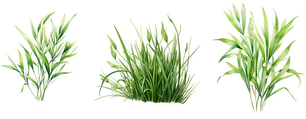 Watercolor Grass Trio on Transparent Background