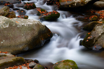 stream in the forest