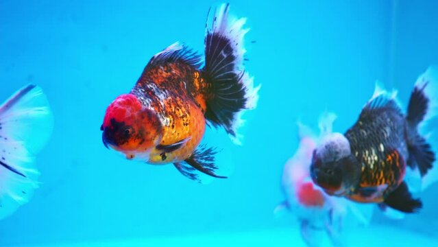 Pet ornamental goldfish or Carassius auratus, Family Cyprinida. Ranchu or lionhead goldfish is very popular to show in fish tank
