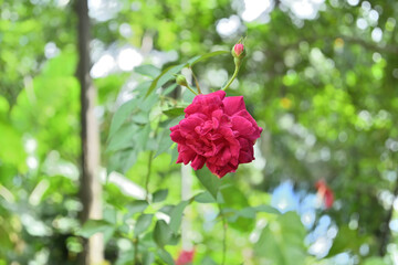 Low angle view of a beautiful red rose flower blooming on a rose plant in the garden