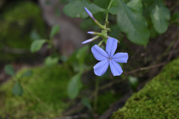 In a shady area of a garden, a blue plumbago flower is bloom view