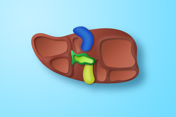 Obraz premium Paper craft of the human liver on blue background. Cross section of human liver for health care concept.
