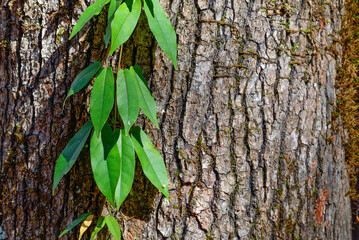 Vine against a tree trunk