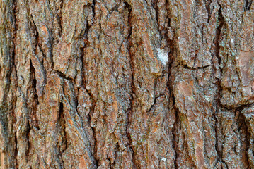 bark of a tree