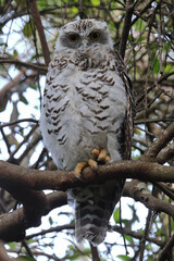 Australian Powerful owl roosting by day in forest canopy