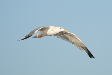 herring gull is hunting a fish