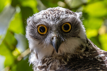 Juvenile Australian Powerful owl roosting by day in forest canopy