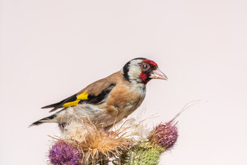 Fototapeta premium European goldfinch, feeding on the seeds of thistles. Carduelis carduelis.