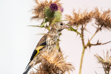 European goldfinch with juvenile plumage, feeding on the seeds of thistles. Carduelis carduelis.