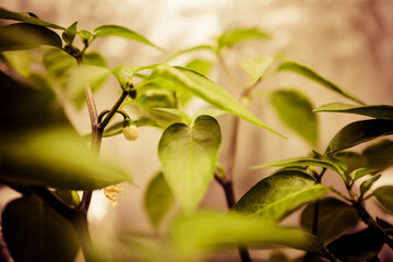 ハラペーニョ 開花 蕾 水耕栽培 ハイドロポニック 