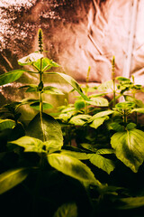 ホーリーバジル 花芽 ハーブ