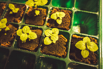 ロックウール 播種 種まき 発芽 ミント 水耕栽培 ハイドロポニック