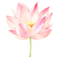 Watercolor lotus