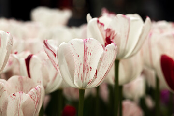 white tulips with streaks and streaks of cherry color close-up