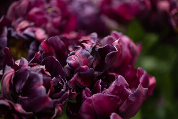 Tulip dark purple open terry close-up