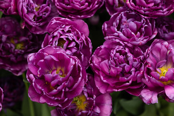 Purple terry flowers tulips grow in the park close-up photo