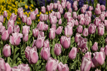 Beautiful pink tulips in a flowerbed in Keukenhof park