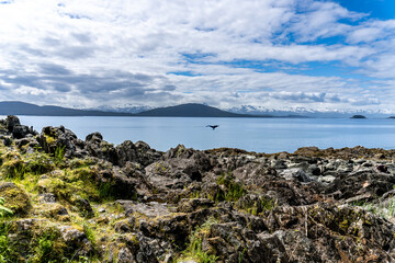 Humpback whale tail near. Juneau, Alaska area Pearl Harbor Bay on Favorite Channel on the Inside Passage. Shelter Island, Lynn Canal. 